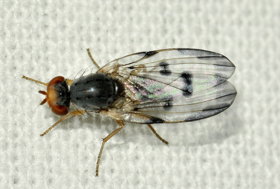 Opomyzidae?  No, Pallopteridae:  Palloptera sp.